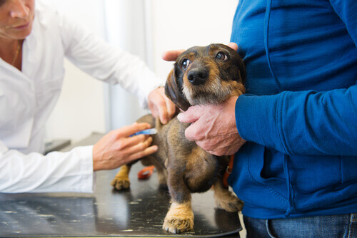 Cãozinho sendo vacinado