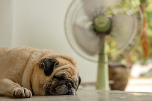 Cão se refrescando perto de um ventilador