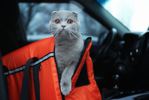 Precauções para viajar com o seu animal de carro