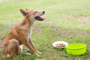 Como tratar os vômitos em cães