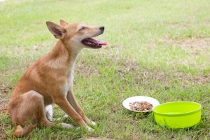 Como tratar os vômitos em cães