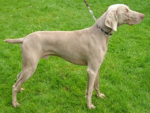 Tudo sobre o Weimaraner