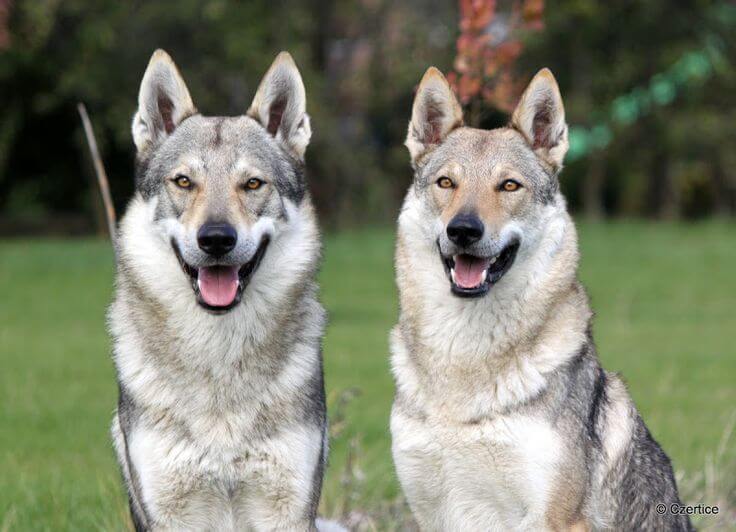 Wolfdogs: cães que mais se parecem com lobos