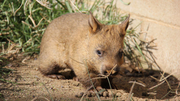 Wombat do Norte