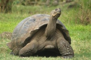 Animais que mais vivem no mundo