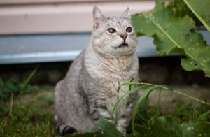 Doenças de gatos idosos