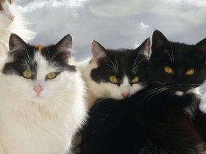 Gato bobtail japonês