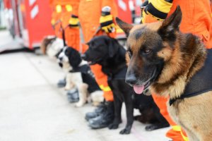 Os drones e os cães de resgate