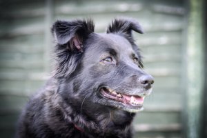 Como acalmar um cão irritado?