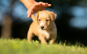 O que eu preciso de saber antes de adotar um filhote de cachorro?