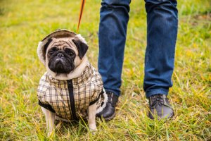 A agressão por superproteção de cães