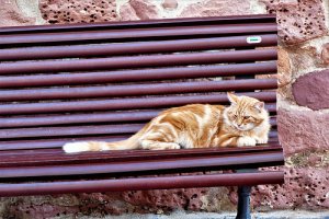 Como posso ajudar uma colônia de gatos de rua?