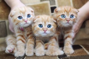 Alergia a gatos: causas, sintomas e prevenção