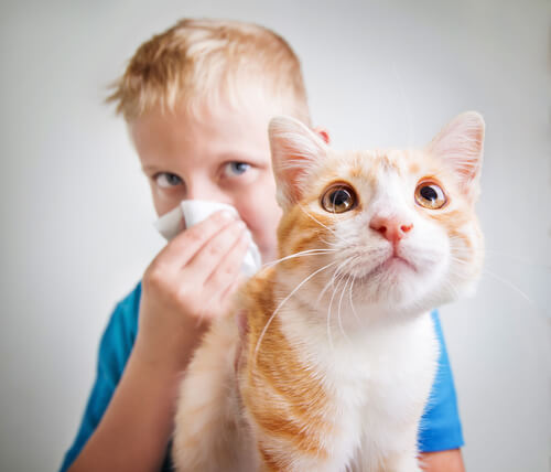 Menino com alergia a gatos