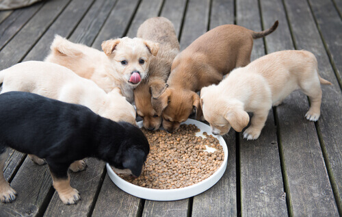 Filhotes de cachorro comendo ração