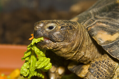 Tartaruga comendo alface