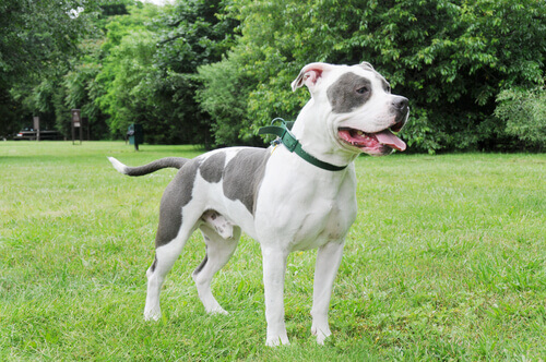 American bully