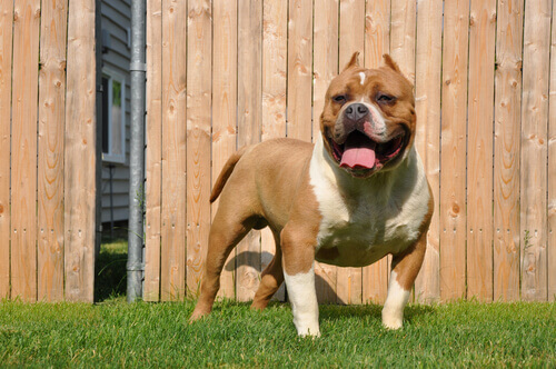 American bully: aparÃªncia e personalidade