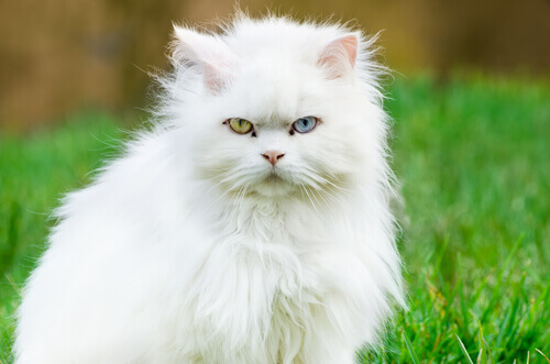 gato branco angorá com olhos de duas cores diferentes