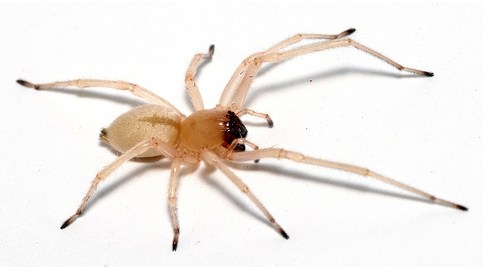 Aranha-do-saco-amarelo