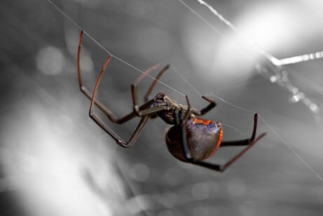 As oito aranhas mais perigosas do mundo