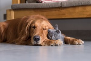 A audição em cães e gatos, um sexto sentido