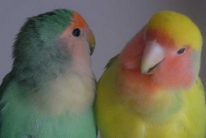 Aves como bicho de estimação: o melhor é ter casal de aves