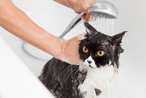 Banho seguro no gato