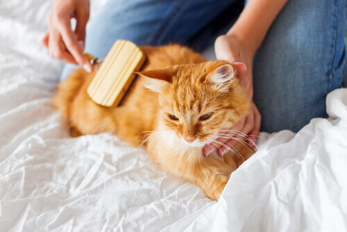 Como tratar as bolas de pelo nos gatos Como tratar as bolas de pelo nos gatos