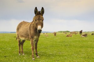 Burro: características, comportamento e habitat