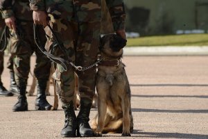 As melhores raças de cães de resgate