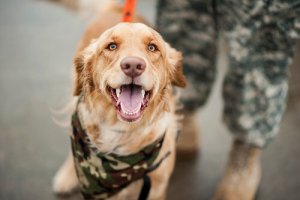 Cães treinados para a busca de pessoas
