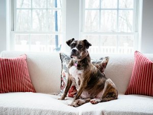 Conheça a origem do cão doméstico