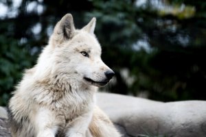 Existe o cão-lobo?