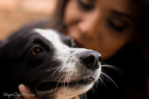 Cachorro com sua dona