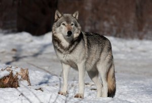 Realmente o cão vem do lobo?