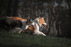 4 métodos de treinamento de pastoreio