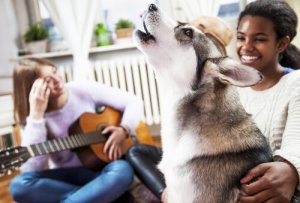Os cachorros gostam de música?