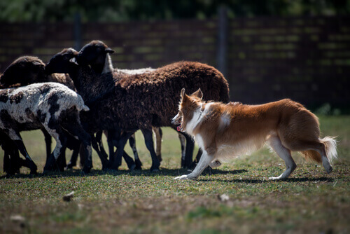 Cachorro pastoreando ovelhas