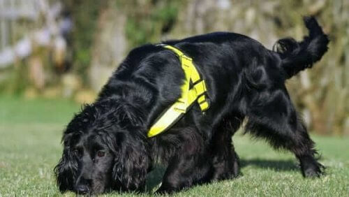 Cocker Spaniel preto farejando