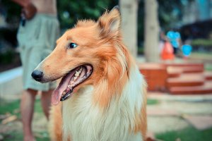 Como calcular a idade de um cão