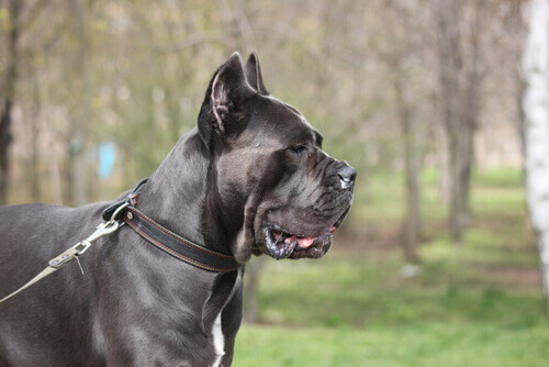 Cane corso preto