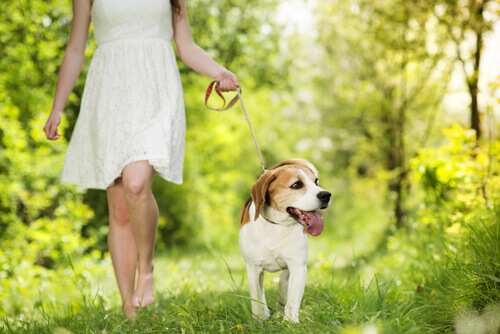 mulher passeando com cão por um bosque