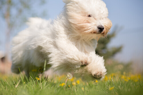 cão branco e fofo correndo no campo