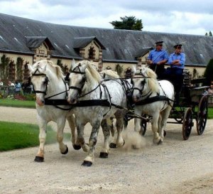 O Percheron: o Sansão dos cavalos