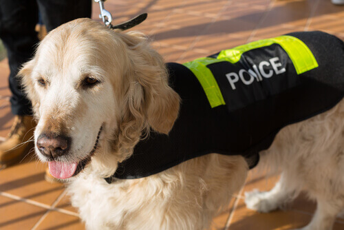Cão Policial