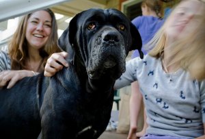 Tratamento da Cinofobia, o medo de cães