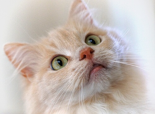 Treinamento de gatos com clicker Treinamento de gatos com clicker