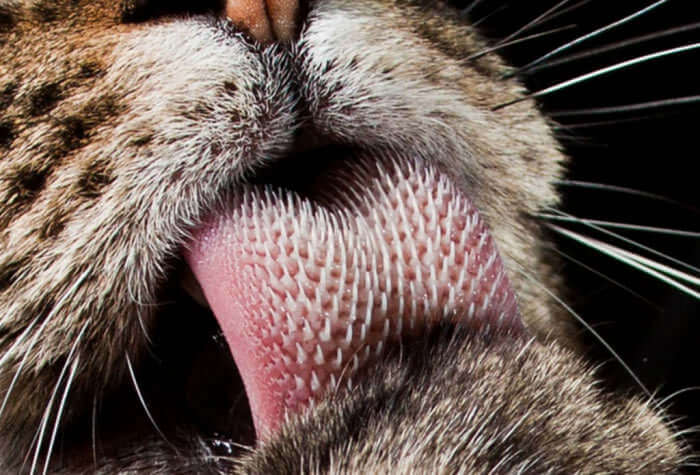 Close da língua de um gato