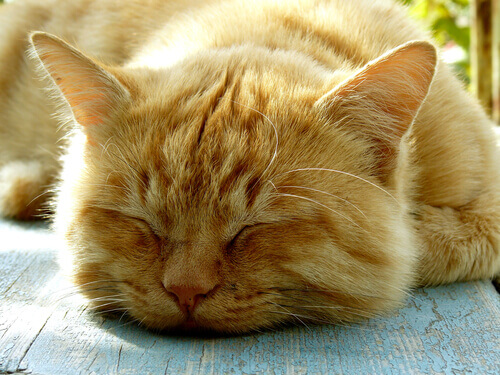 Gato laranja dormindo